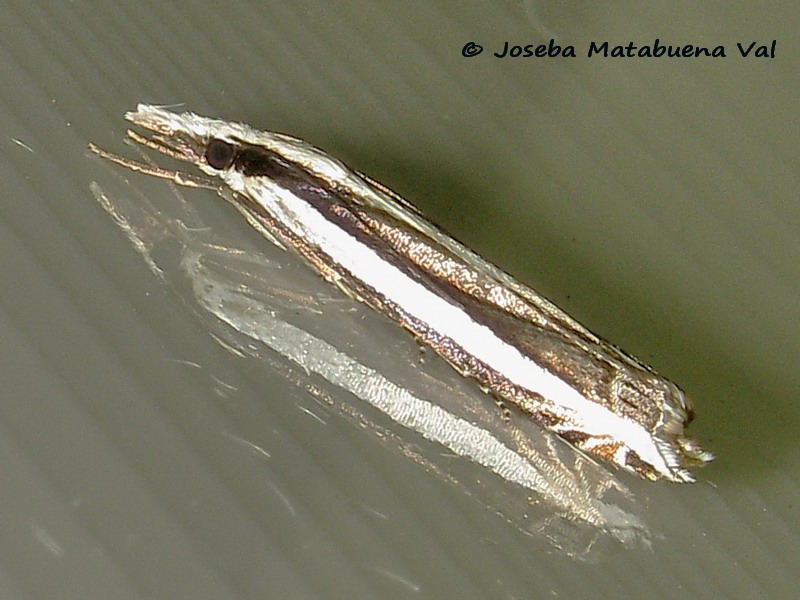 Catoptria fulgidella - Crambidae ? No, Angustalius malacellus